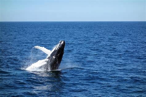 zizi baleine bleue|Taille du zizi de la baleine : quelle est sa longueur moyenne